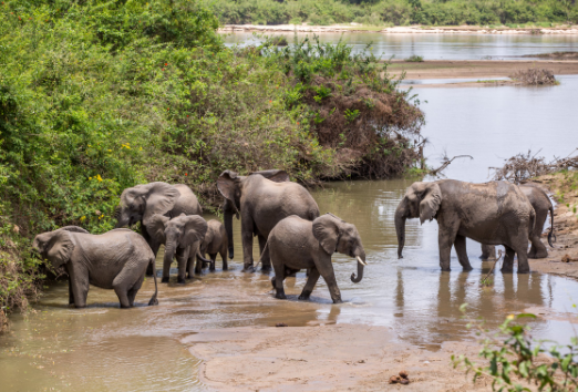 Tanzania Wildlife Management Authority (TAWA)