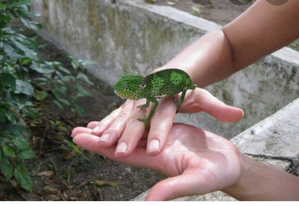 Zanzibar Land Animal Park (ZALA)