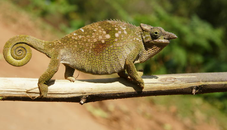 Tazari Chameleon Reserve