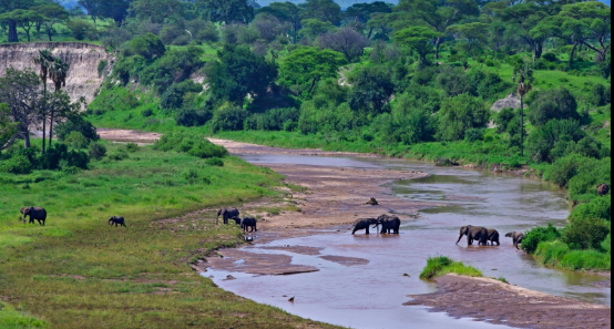 National Park in Tanzania