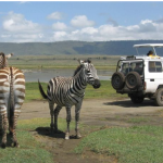 Ngorongoro park fees