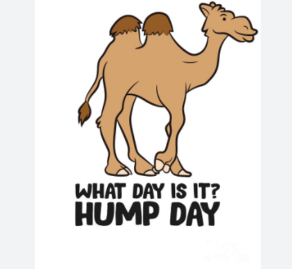 Hump Day Camel