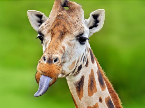 Giraffe Tongue