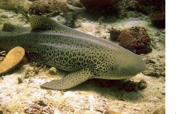 Zebra Shark