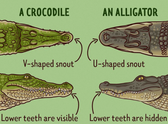 Alligator vs Crocodile Teeth