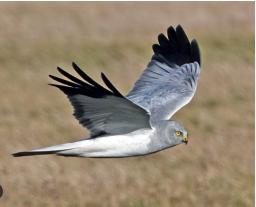 Hen Harrier