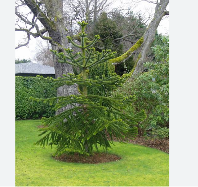 Monkey Puzzle Tree Entry Fees